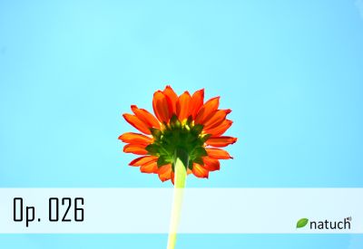 Op_026.mp3 楽曲イメージ